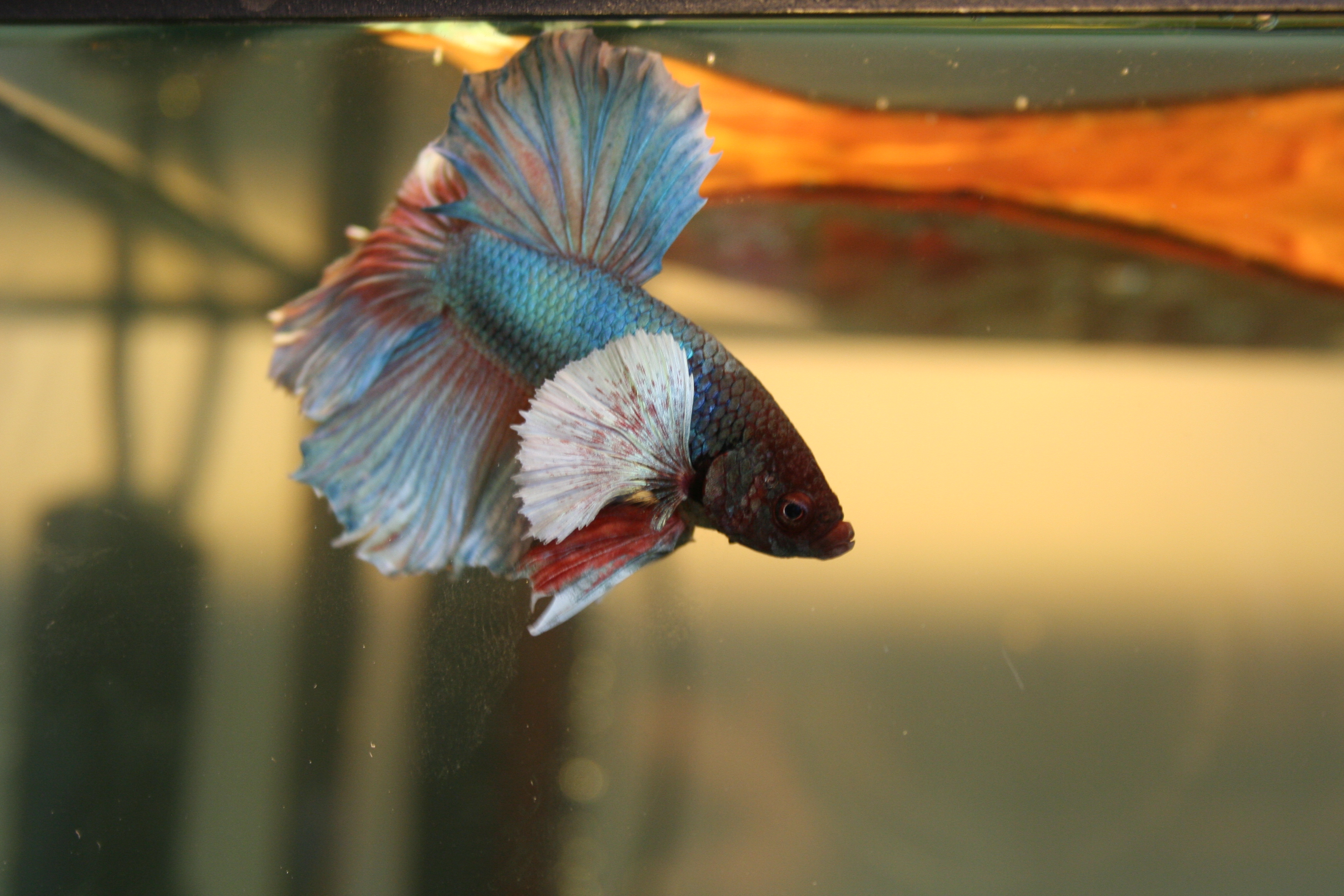 Mon Rosetail BE 022-460fd0d